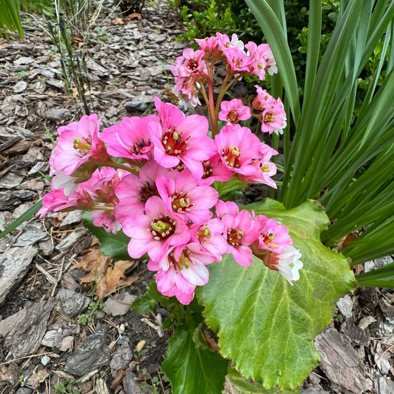 Bergenia