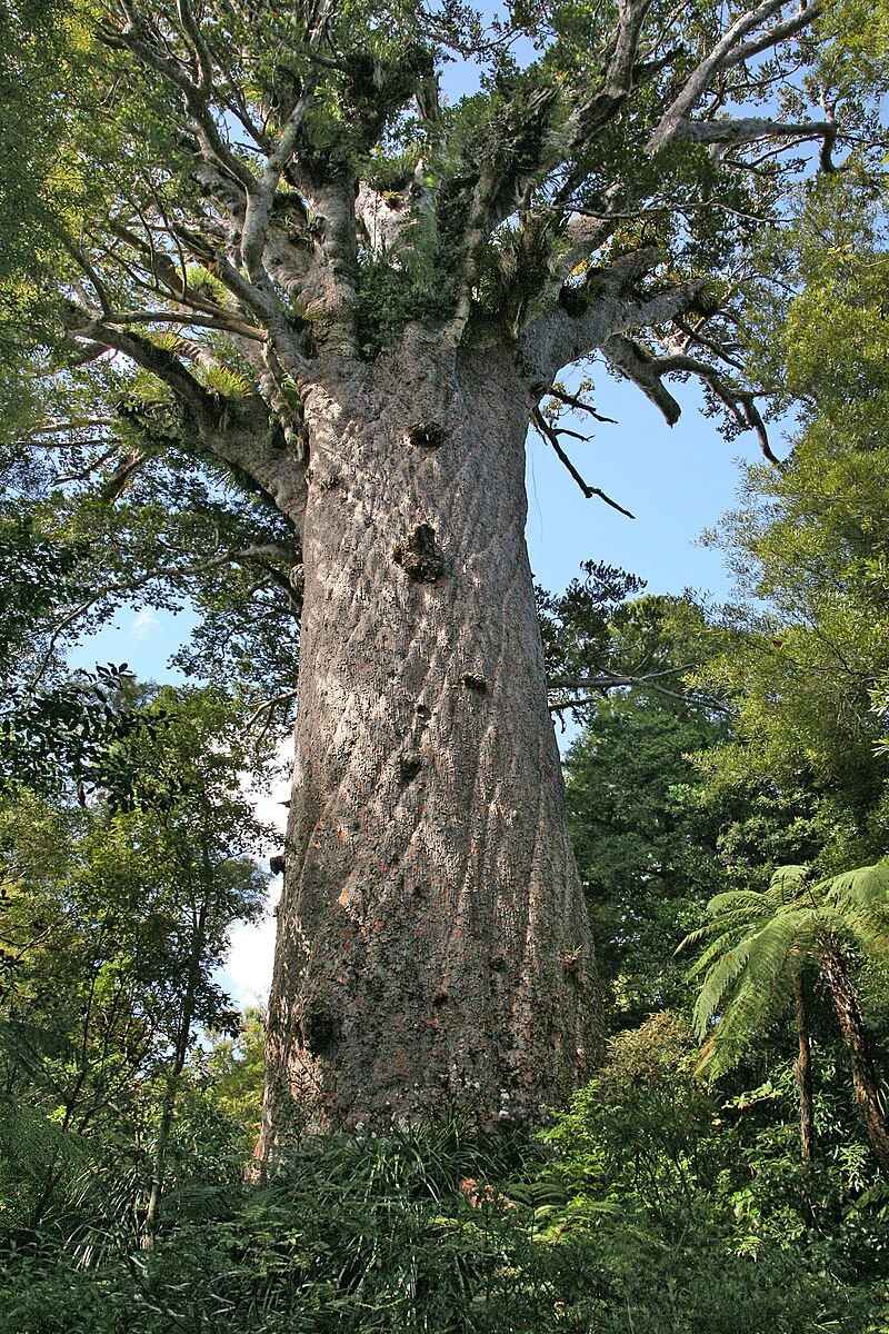 Tāne Mahuta (New Zealand Kauri, Agathis australis)