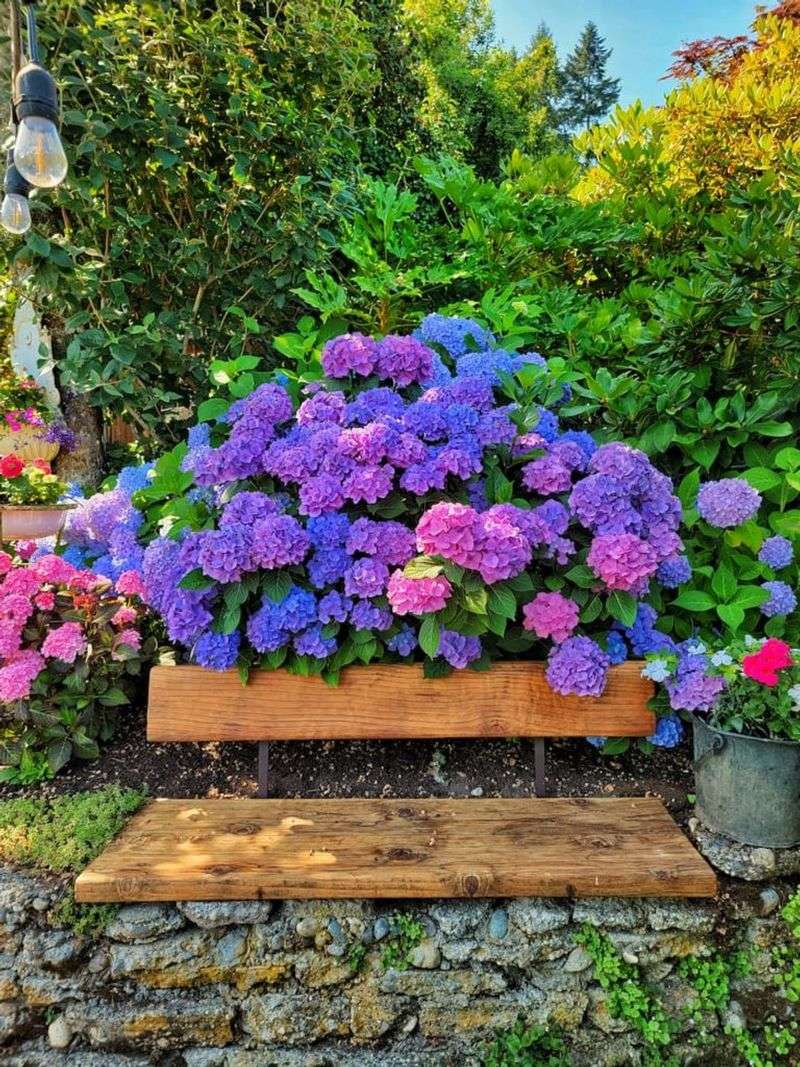 Hydrangeas are high-maintenance plants.