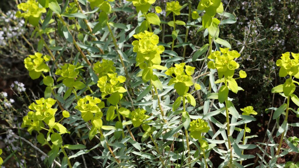 Allegheny Spurge