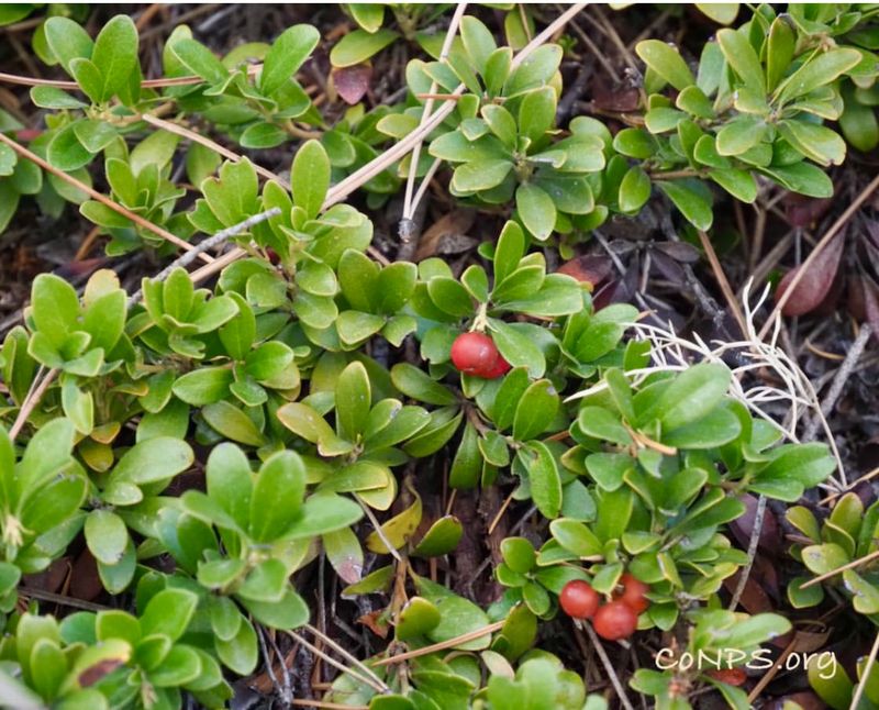 Bearberry