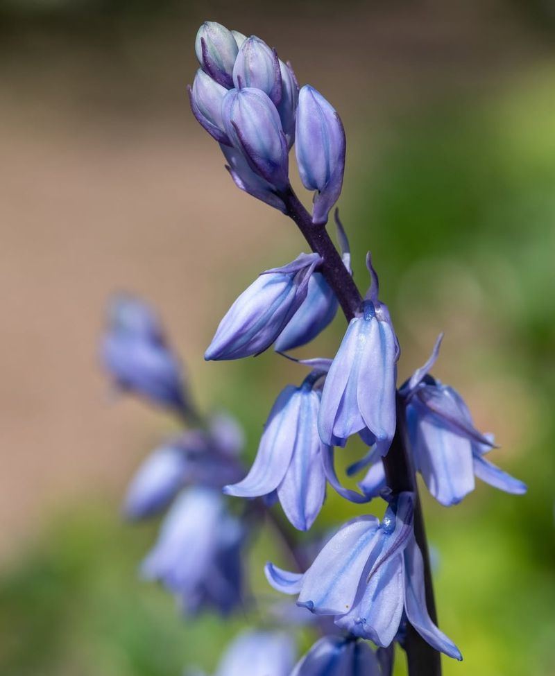 Bluebell