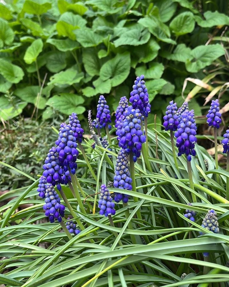 Grape Hyacinth