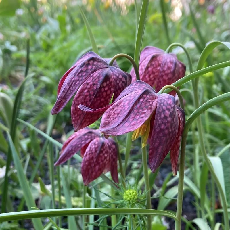 Fritillaries