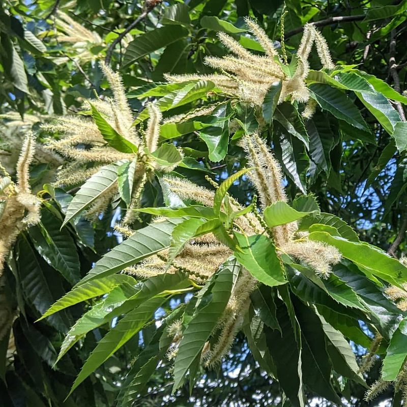 Chestnut (Castanea Spp.)