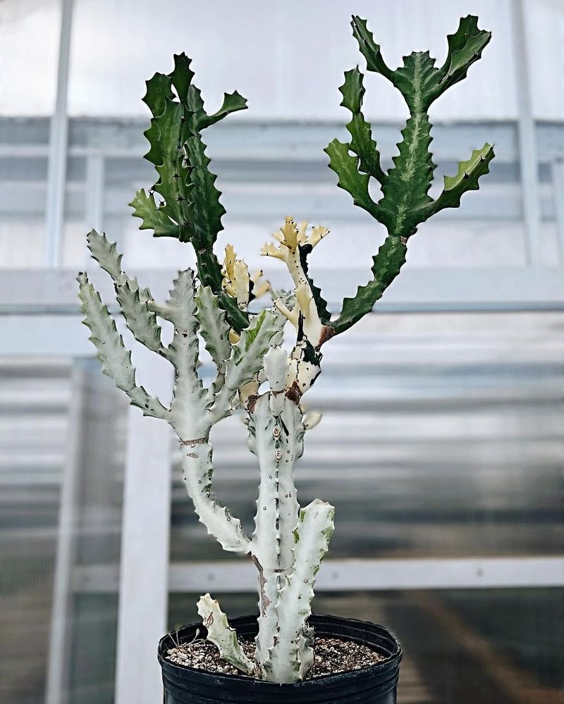 White Ghost Cactus