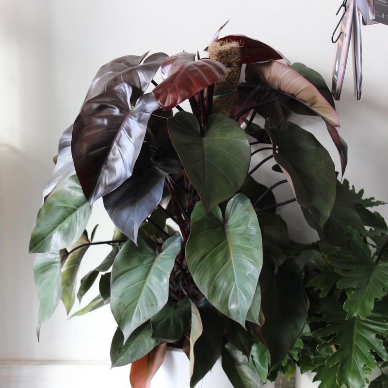 Dark Lord Philodendron