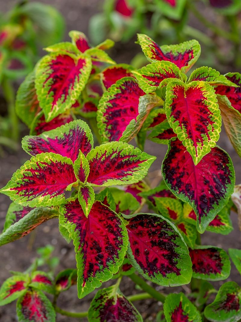 Coleus