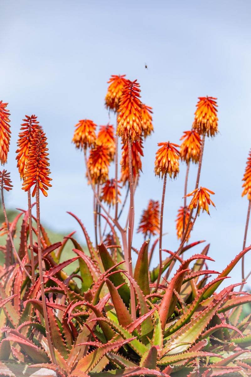 Aloe cameronii