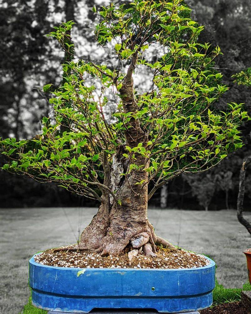Bonsai