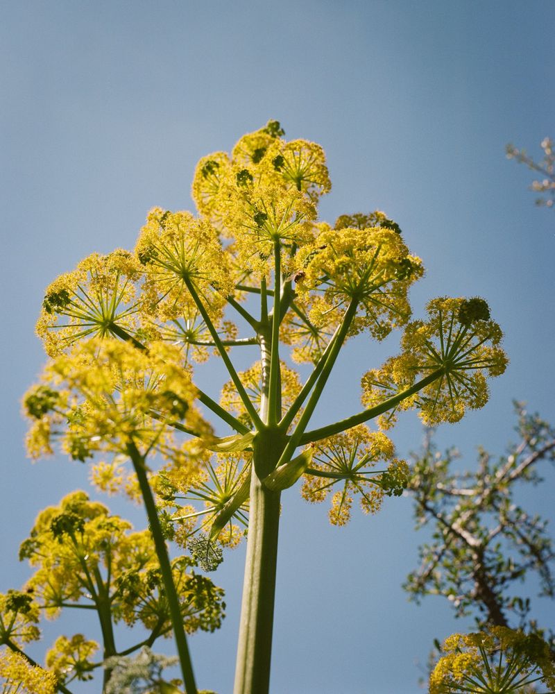 Lamb's Ear (wild variety)