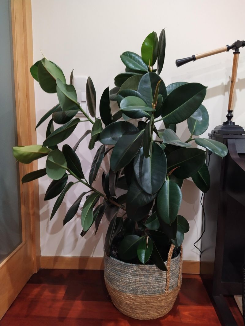 Rubber Plant – Grows Strong with Minimal Assistance