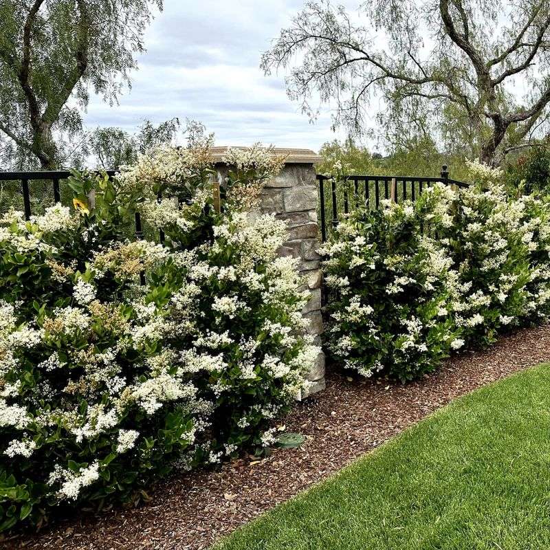 Privet Hedge