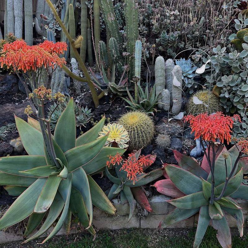 Aloe Striata