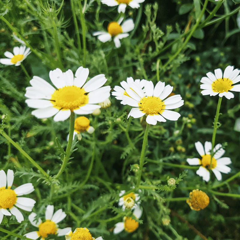 Chamomile Leaves