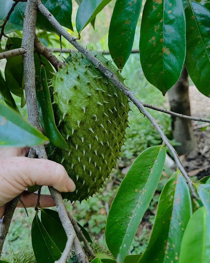 Annona muricata (Soursop)