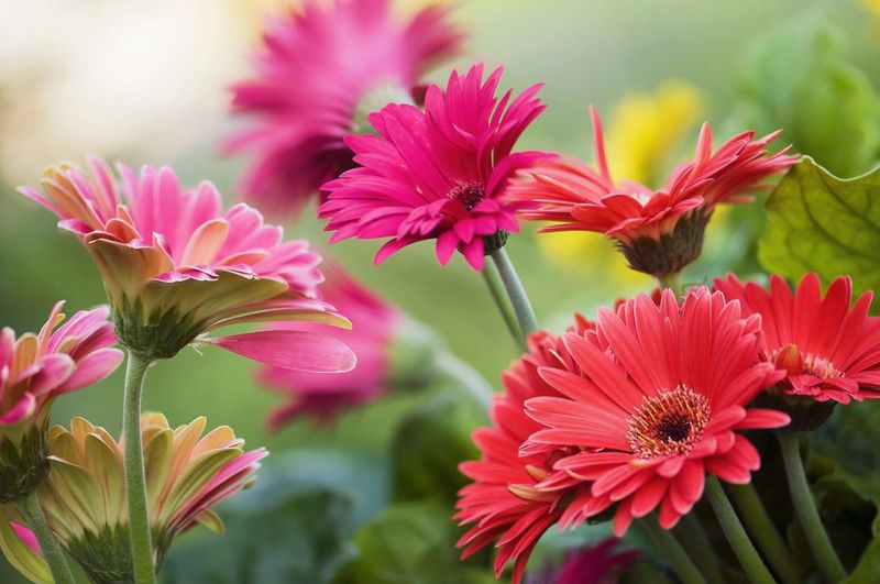 Gerbera Daisies