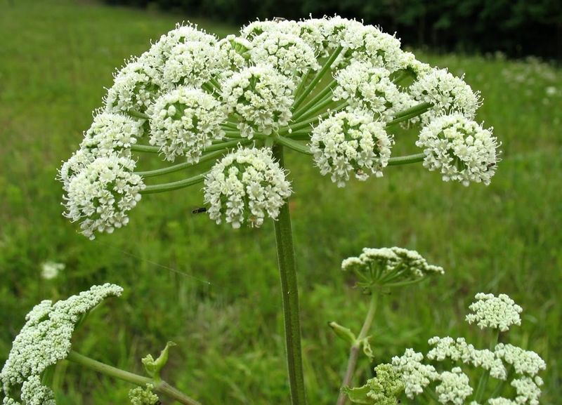 Angelica