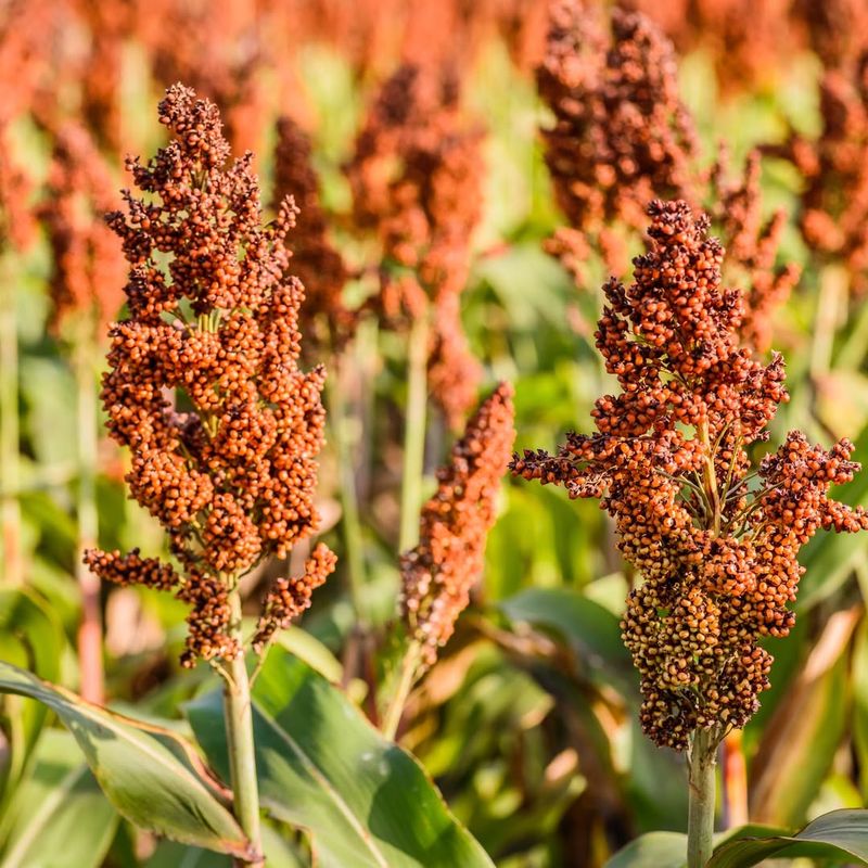 Sorghum