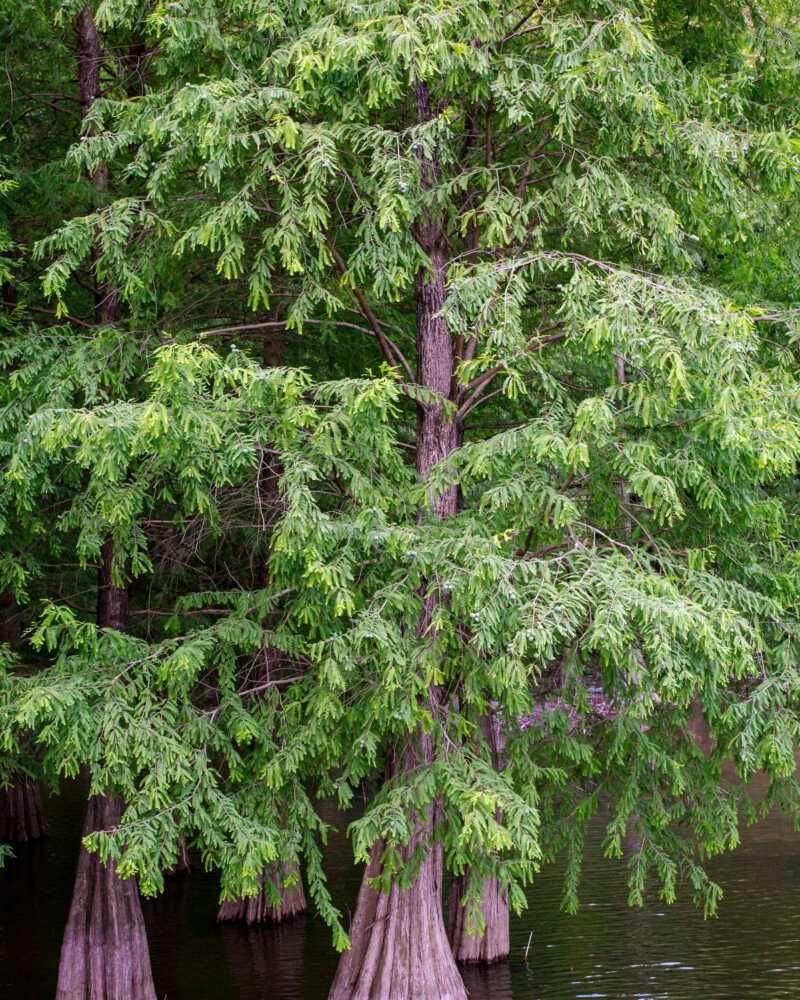 Cypress Trees