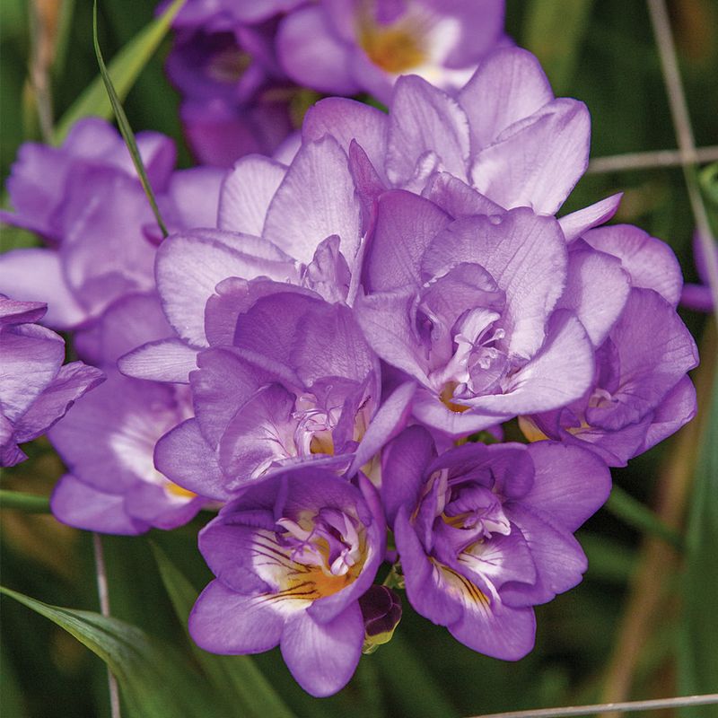 Freesia