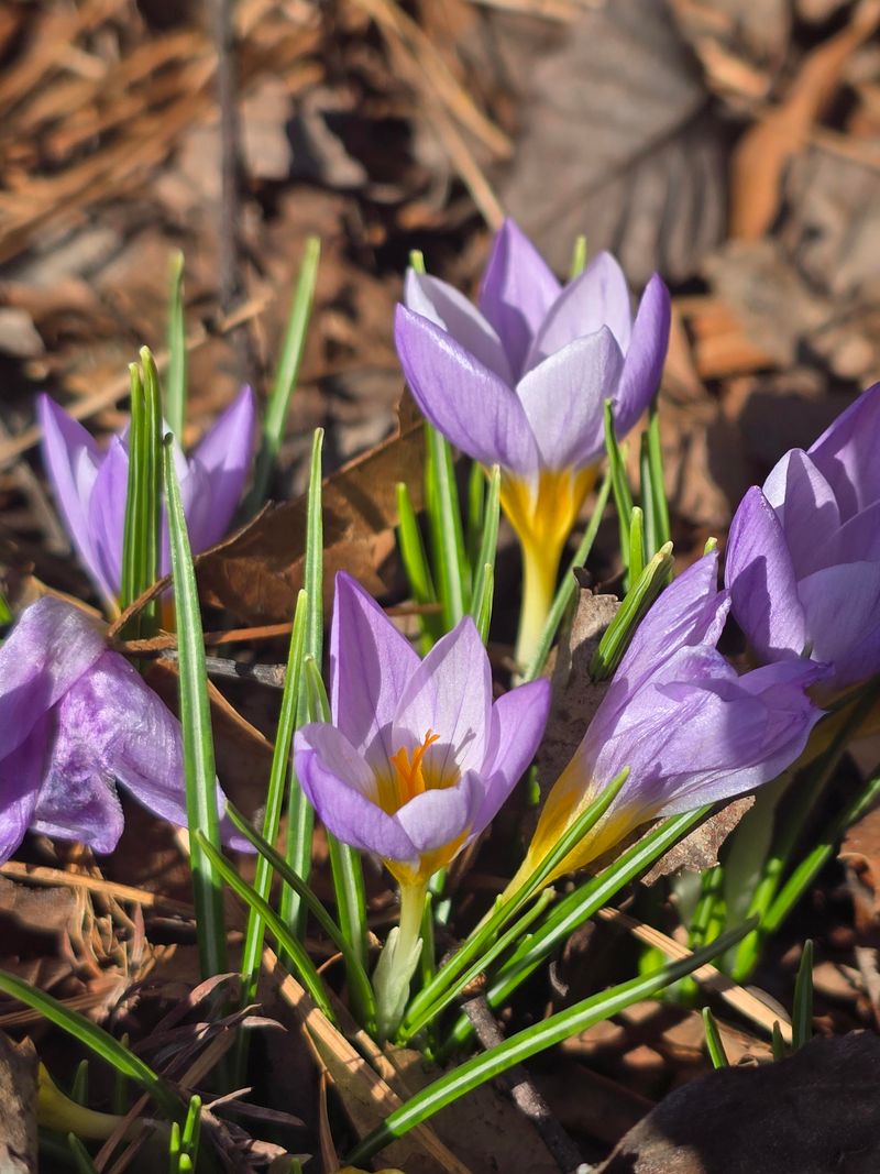 Crocus