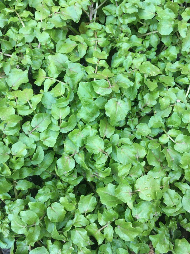 Watercress