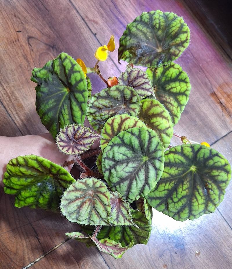 Begonia