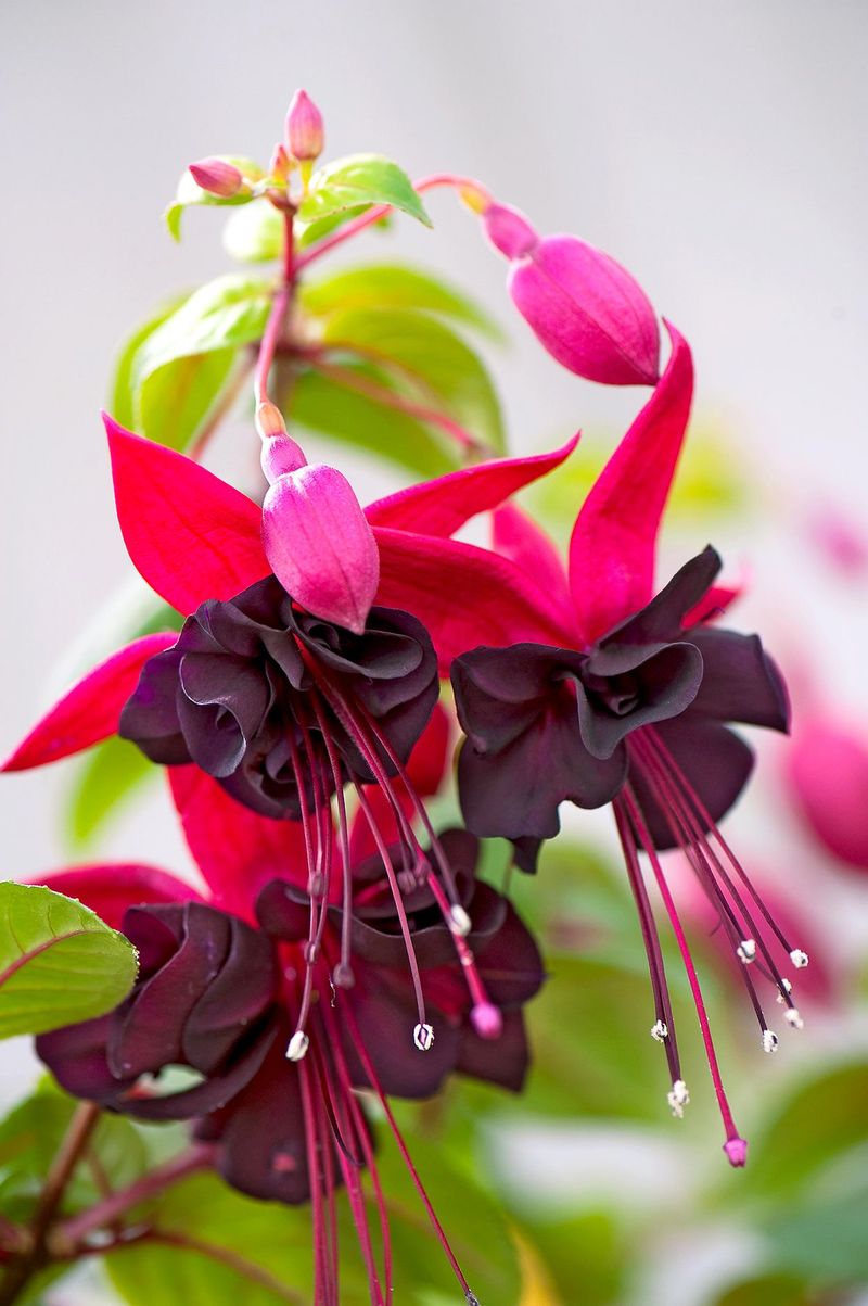 Fuchsia