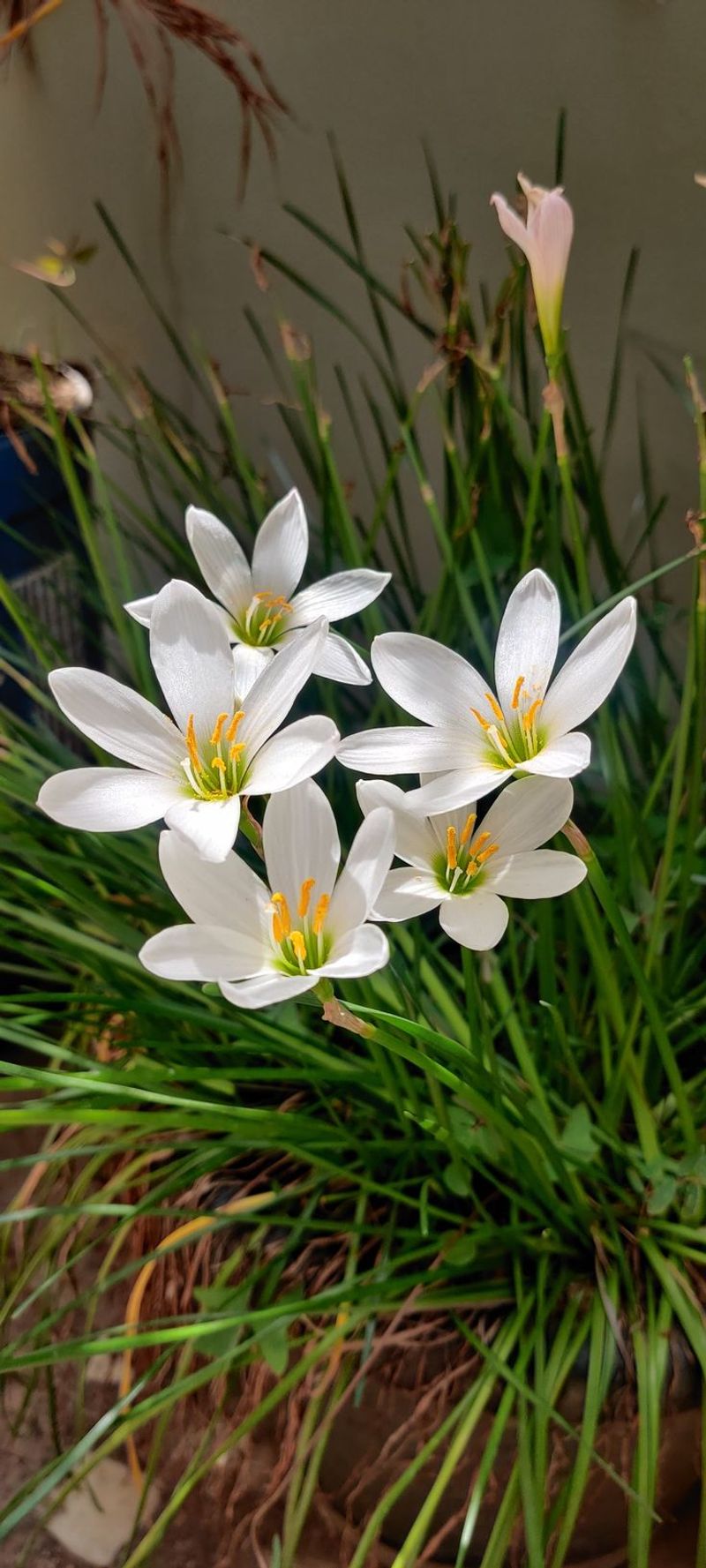 Zephyranthes