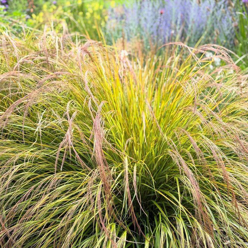 Copper Sedge