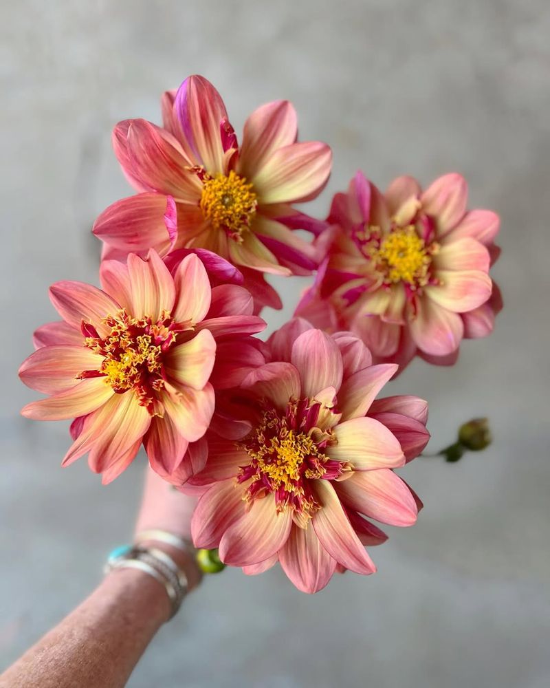 Sunburst Dahlias