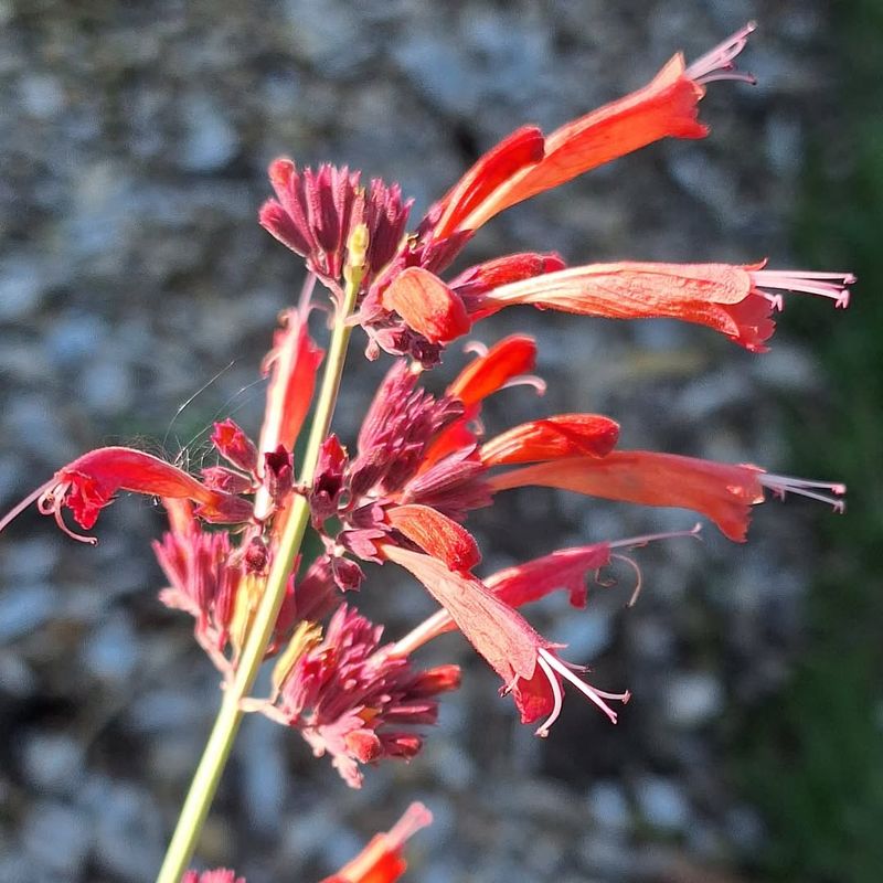 Reddish Agastache