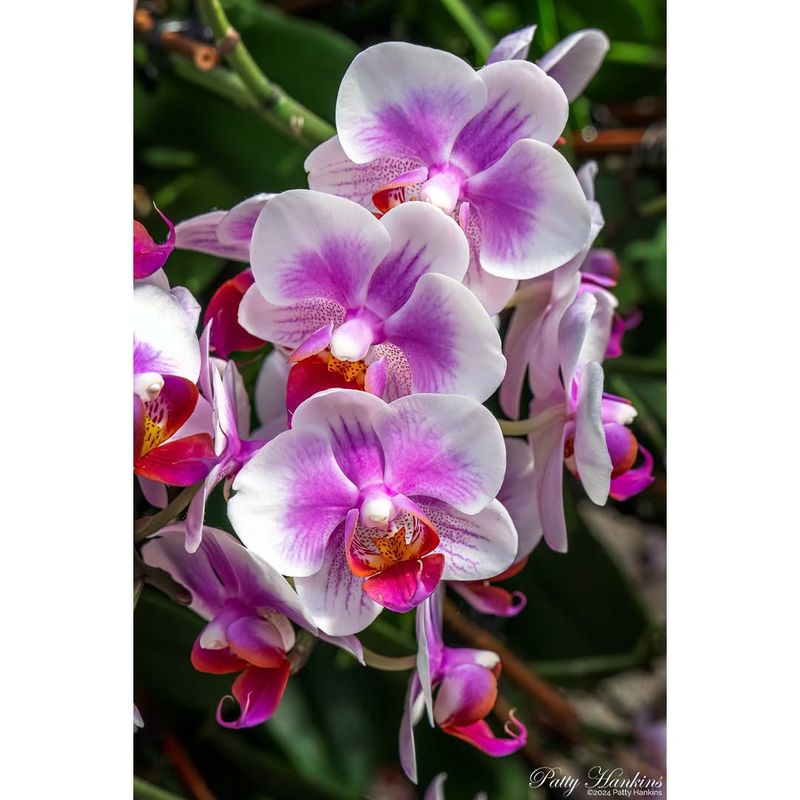 Ivory Flame Orchid