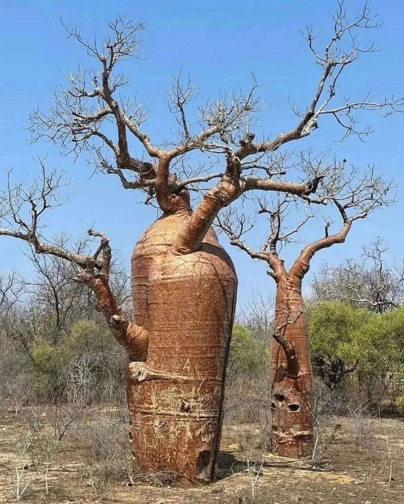 Baobab (Adansonia)