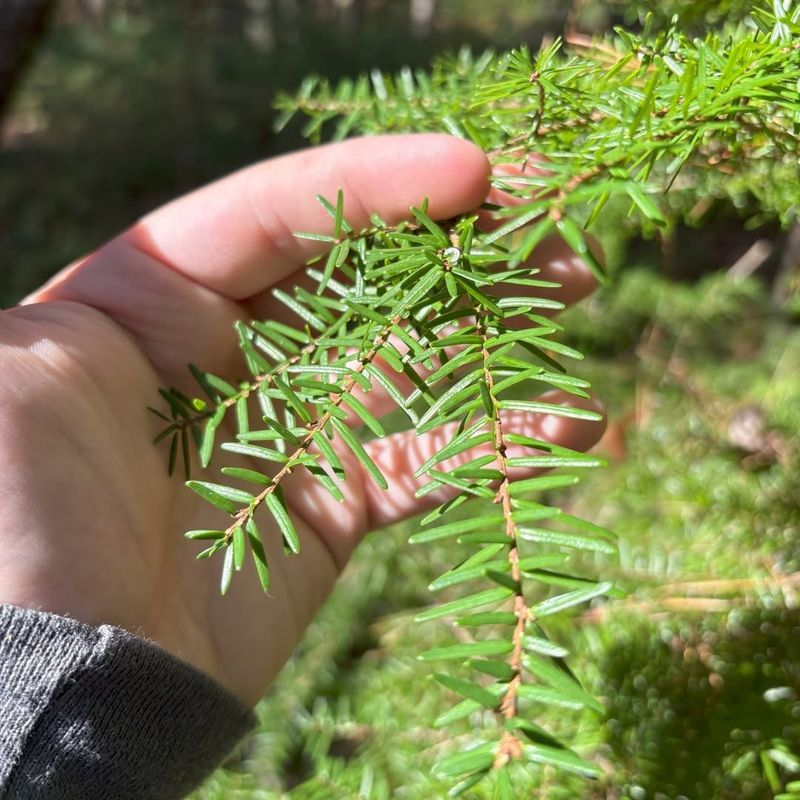 Eastern Hemlock