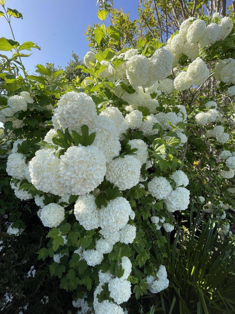 Viburnum