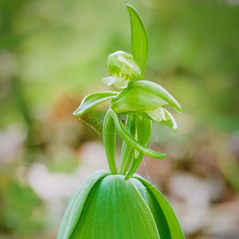 Small Whorled Pogonia