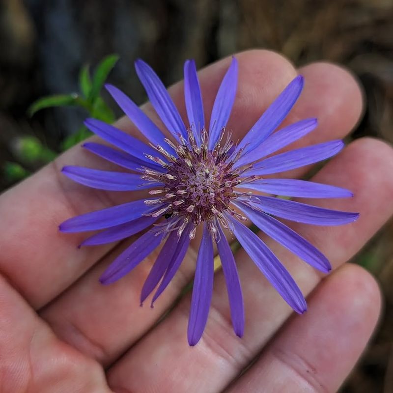 Georgia Aster