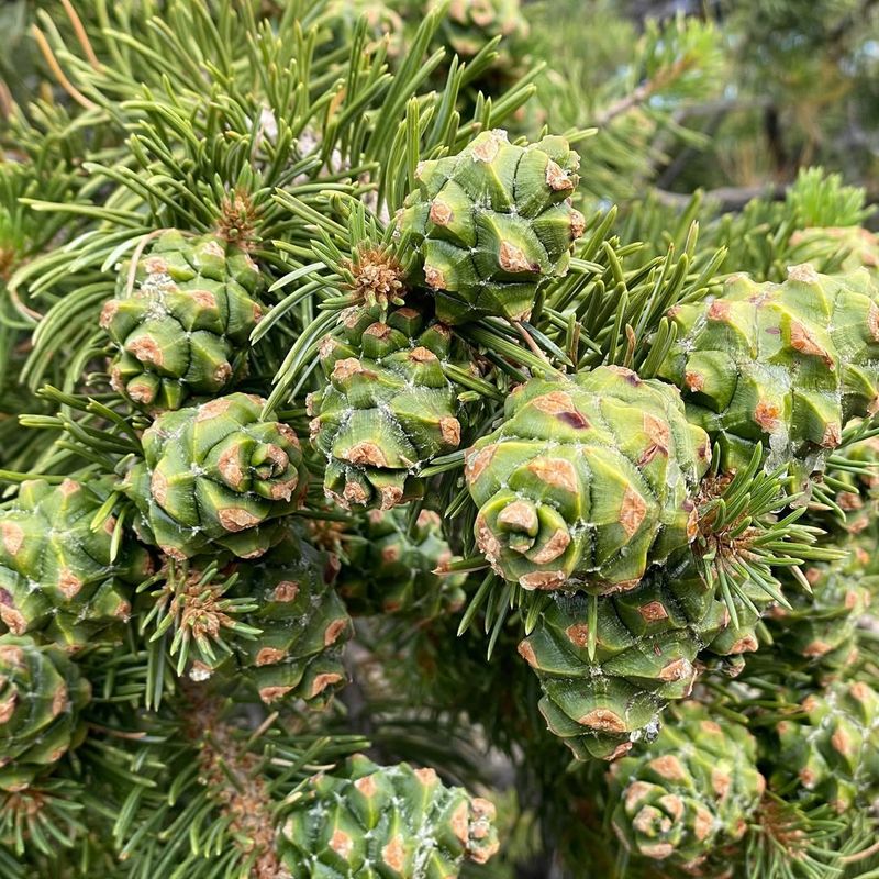 Pinyon Pine (Pinus Edulis)