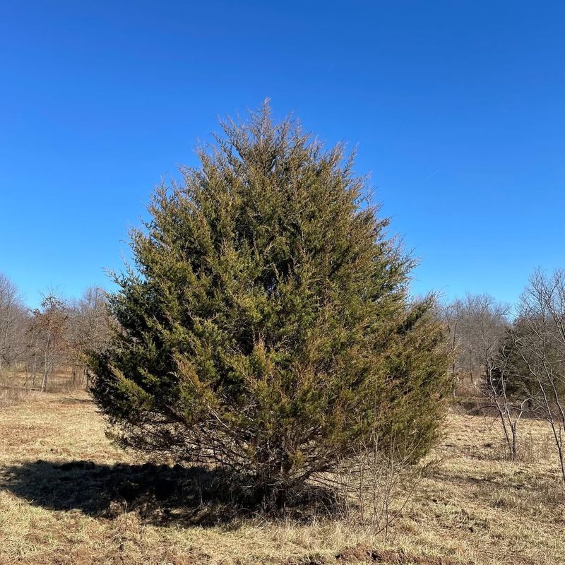 Eastern Red Cedar