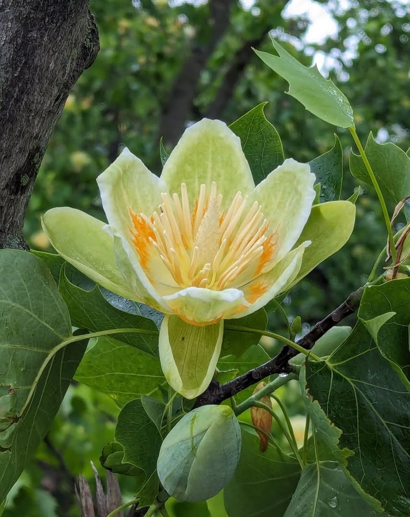 Tulip Tree Stands Tall with Majestic Blooms and Brilliant Fall Color 