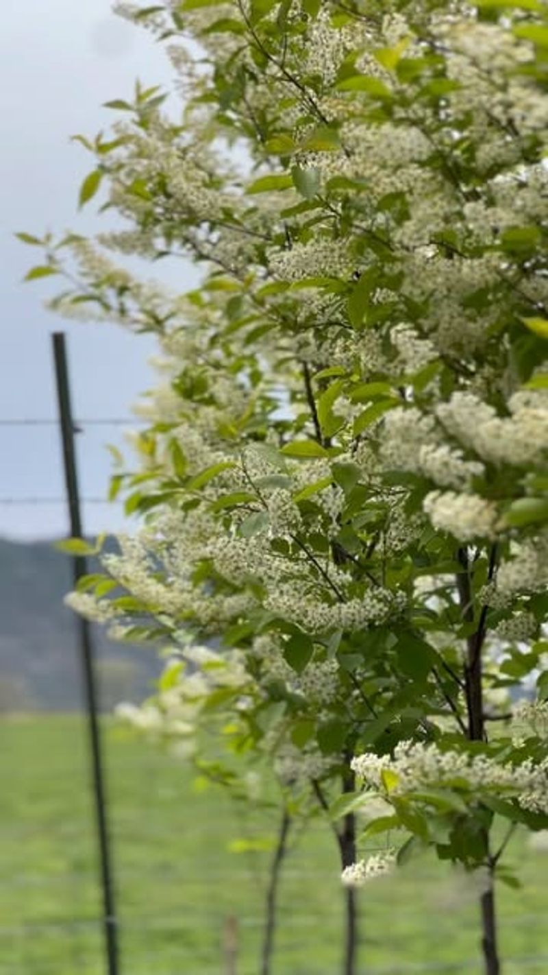 Chokecherry