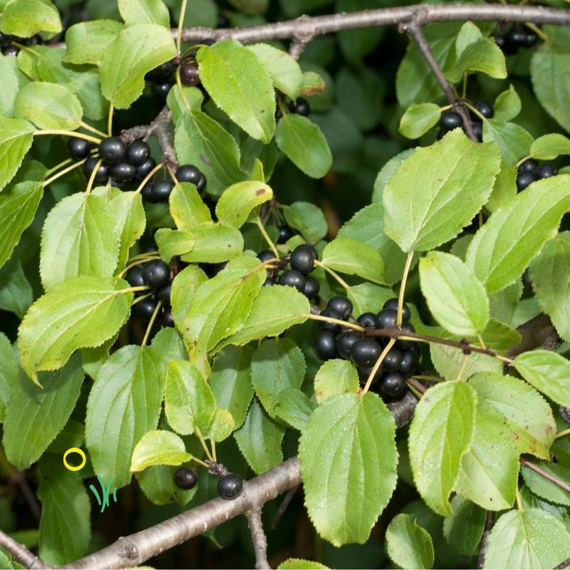 European Buckthorn (Rhamnus cathartica)