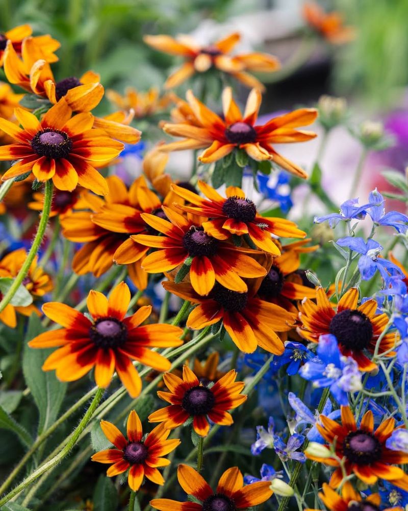 Rudbeckia