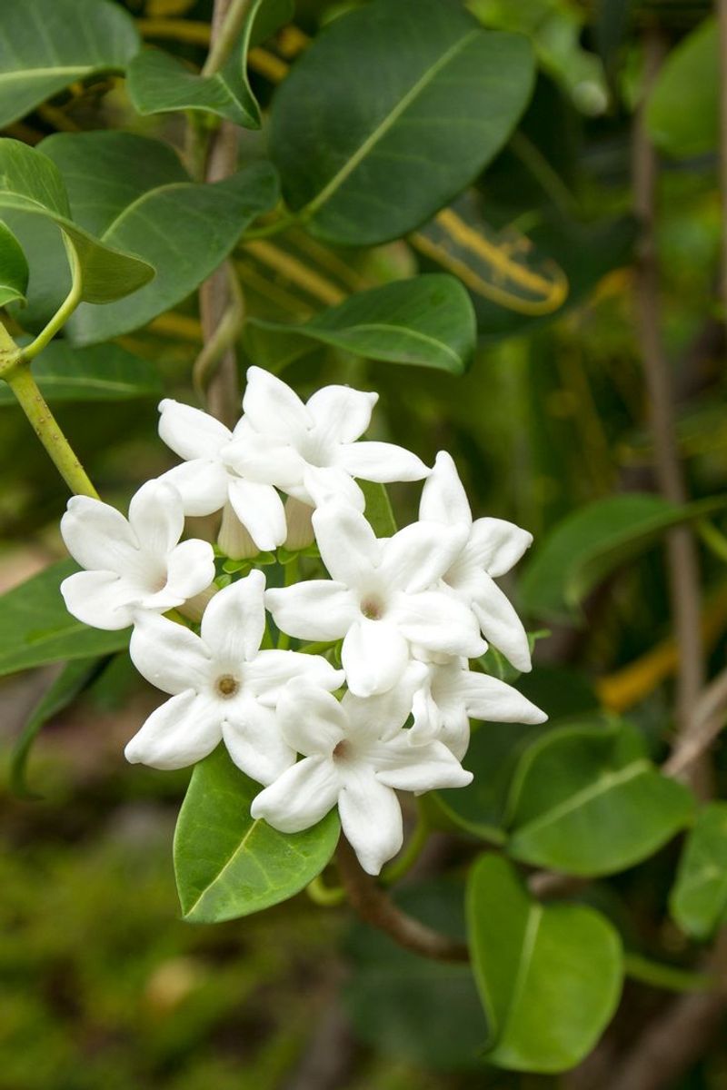 Jasmine