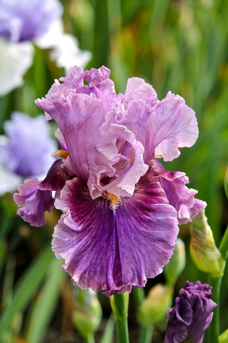 Iris