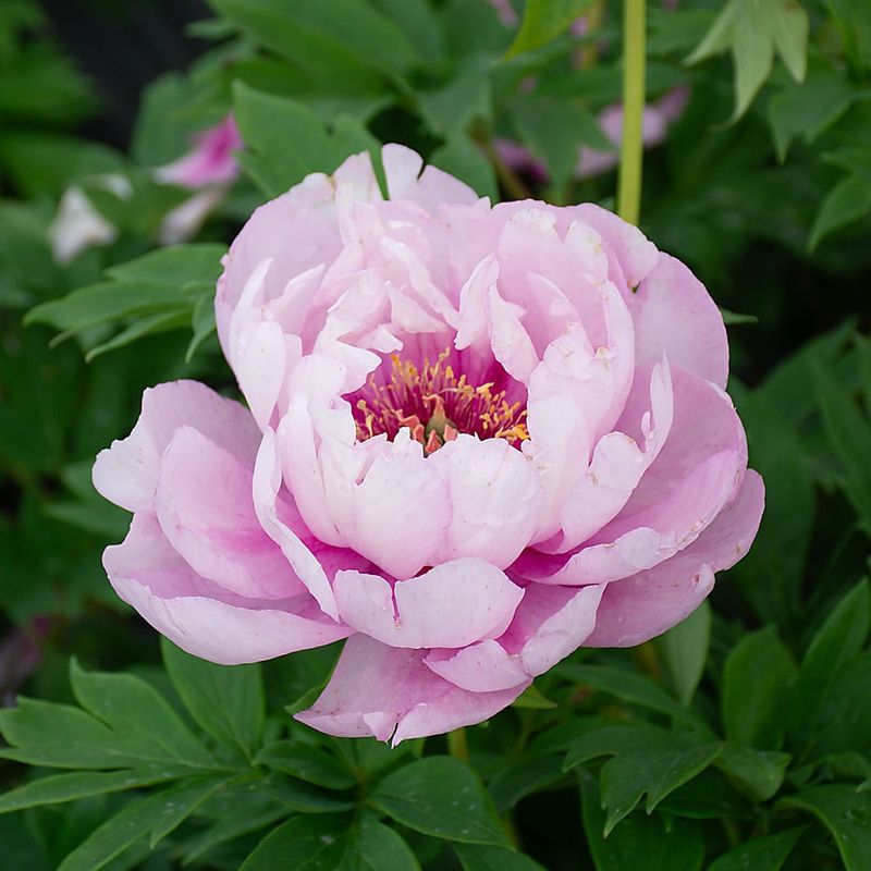 Peony