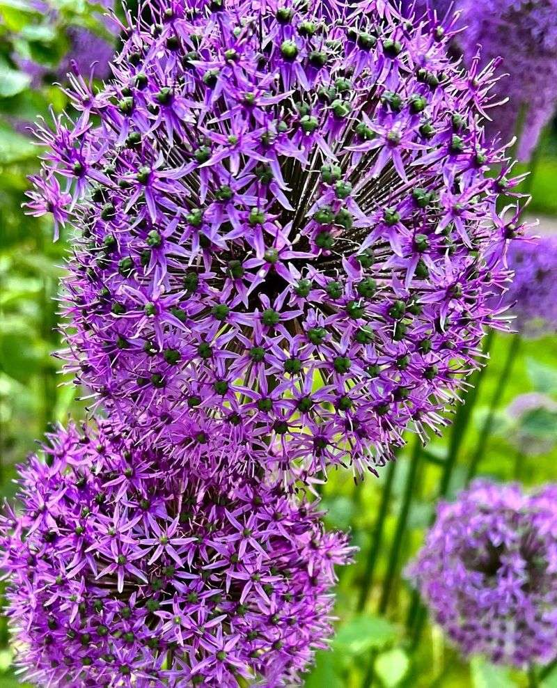 Ornamental Onion