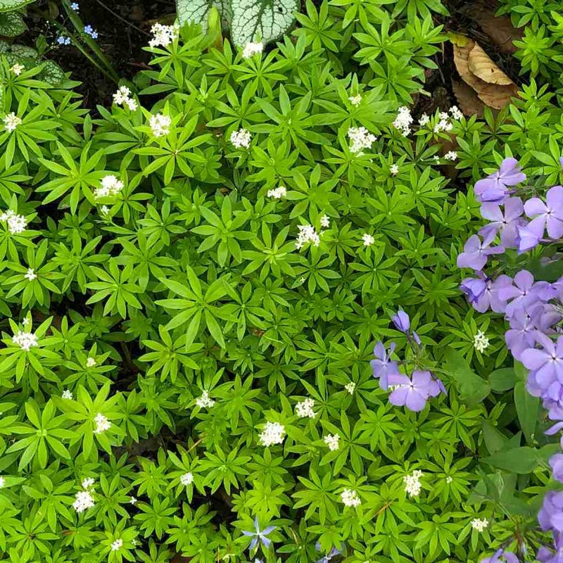 Sweet Woodruff